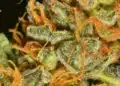 Golden Goat Strain Review
