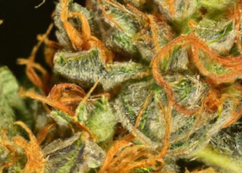 Golden Goat Strain Review