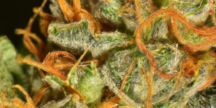 Golden Goat Strain Review