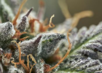 Gorilla Glue Strain Review