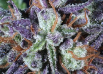 Grand Daddy Purple Strain Review