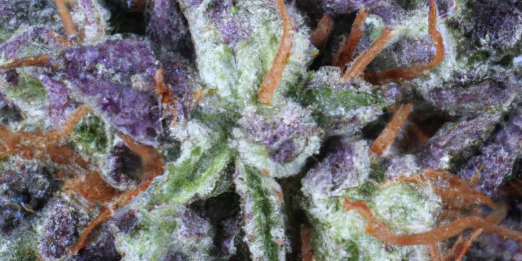 Grand Daddy Purple Strain Review