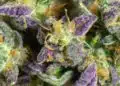 Grease Monkey Strain Review