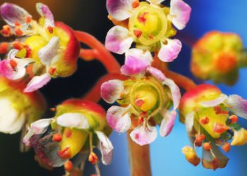 Harle-tsu Strain Review