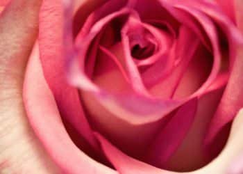 Harmony Rose Strain Review