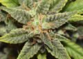 Hindu Kush Strain Review