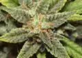 Hindu Kush Strain Review