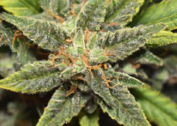 Hindu Kush Strain Review