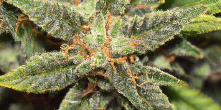 Hindu Kush Strain Review