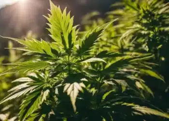 How to Grow Marijuana Outdoors