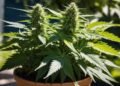 Runtz Strain Review