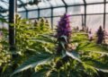 Purple Punch Strain Review
