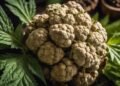 White Truffle Strain Review