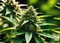 FPOG Strain Review: Effects, Genetics, and Benefits