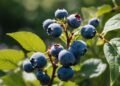 Blueberry Strain Review