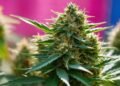 Zaza Strain Review