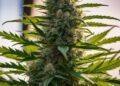 Tahoe OG Strain Review