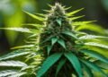 Birthday Cake Kush Strain Review