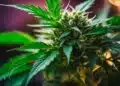 A close-up photo of a Donny Burger cannabis plant with vibrant leaves and THC crystals.