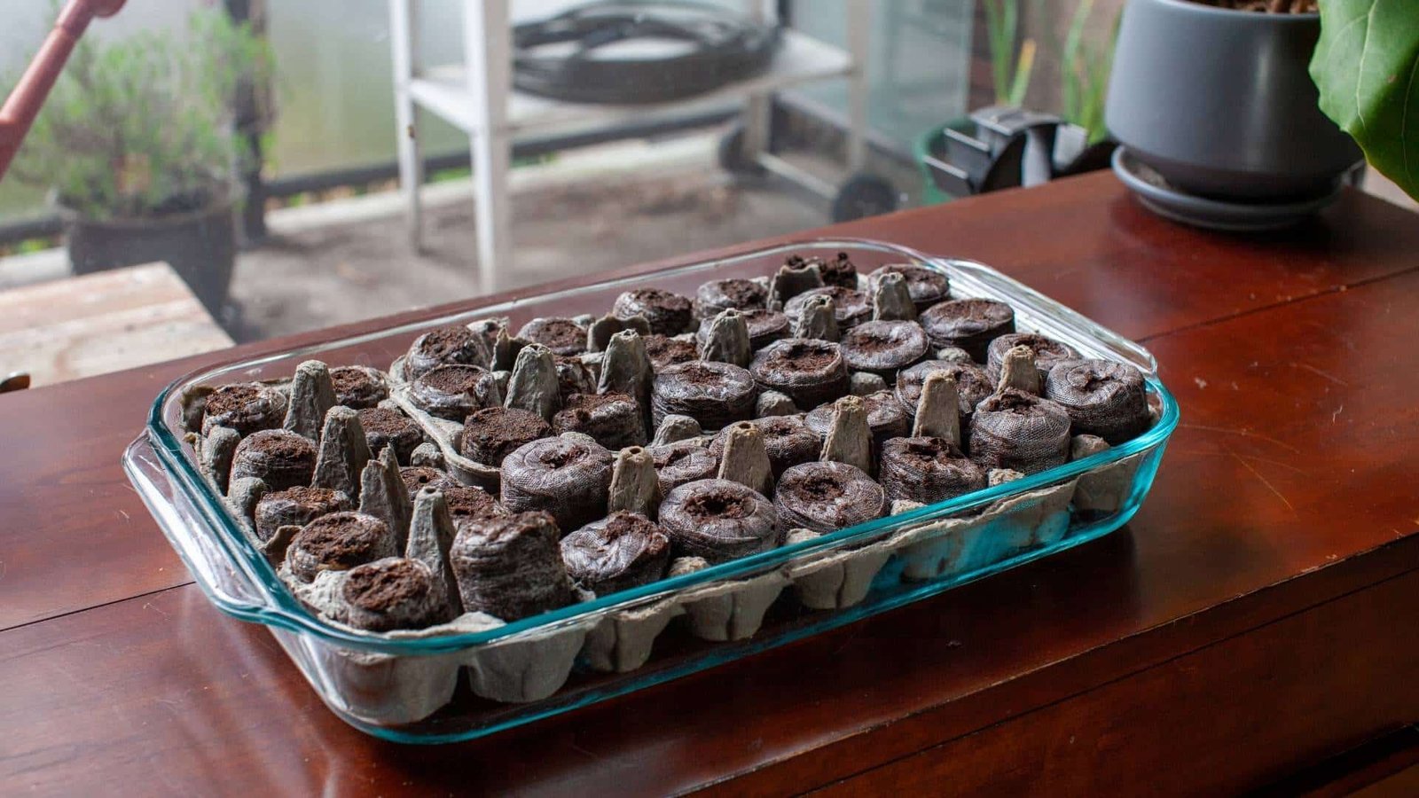 Peat pellets are prepared before inserting cannabis seeds