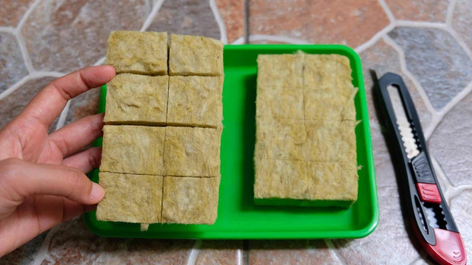 Rockwool cubes are soaked with water before inserting cannabis seeds