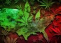 where is marijuana legal